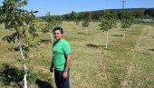 СРБИ САДЕ ОВО ВОЋЕ: Засади се једном, а зарада долази сваке године од плодова СРБИ САДЕ ОВО ВОЋЕ: Засади се једном, а зарада долази сваке године од плодова