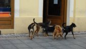 ХОРОР У ПРЕШЕВУ: Чопор паса изуједао девојчицу - дете има тешке повреде главе ХОРОР У ПРЕШЕВУ: Чопор паса изуједао девојчицу - дете има тешке повреде главе