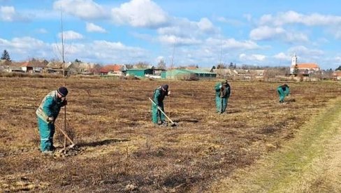 САДЊОМ И ОБНОВОМ ДРВЕЋА ПРАВЕ ПОЈАСЕВЕ У СОМБОРУ: Тополе град чувају од ветра САДЊОМ И ОБНОВОМ ДРВЕЋА ПРАВЕ ПОЈАСЕВЕ У СОМБОРУ: Тополе град чувају од ветра