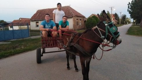 МАГАРЦА КУПИО ОД ЏЕПАРЦА: Бењамин Ердег, тинејџер из Банатске Тополе, пожелео необичног љубимца МАГАРЦА КУПИО ОД ЏЕПАРЦА: Бењамин Ердег, тинејџер из Банатске Тополе, пожелео необичног љубимца