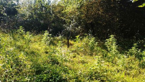 ДИЛЕРИ У ПРИТВОРУ: Полиција код Крушевца открила Лабораторију за узгој марихуане ДИЛЕРИ У ПРИТВОРУ: Полиција код Крушевца открила Лабораторију за узгој марихуане