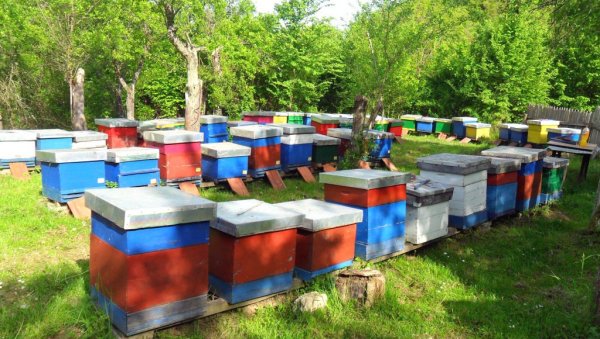 ОСНИВАЈУ УДРУЖЕЊЕ ПЧЕЛАРА У КНИЋУ: Одлуку донели због боље позиције на тржишту ОСНИВАЈУ УДРУЖЕЊЕ ПЧЕЛАРА У КНИЋУ: Одлуку донели због боље позиције на тржишту