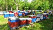 OSNIVAJU UDRUŽENJE PČELARA U KNIĆU: Odluku doneli zbog bolje pozicije na tržištu OSNIVAJU UDRUŽENJE PČELARA U KNIĆU: Odluku doneli zbog bolje pozicije na tržištu