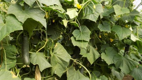 Prirodne metode zaštite krastavaca: Smanjite upotrebu pesticida i imajte zdrav proizvod - Odmah primenite ove savete