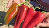 AJVAR SAMO NA KAŠIČICU: Zbog čega je cena čuvene leskovačke paprike skočila na pijacama AJVAR SAMO NA KAŠIČICU: Zbog čega je cena čuvene leskovačke paprike skočila na pijacama