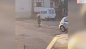 (УЗНЕМИРУЈУЋ ВИДЕО) Баба шутирала маче из све снаге - ужасна сцена у Нишу (УЗНЕМИРУЈУЋ ВИДЕО) Баба шутирала маче из све снаге - ужасна сцена у Нишу