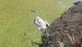 ЛАБУДОВИ УГИНУЛИ, А УЗРОК НЕПОЗНАТ: У Јојкића дунавцу прошле недеље страдало још девет птица