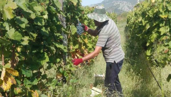 ДНЕВНИЦА 35 ЕВРА, А БЕРАЧА НИГДЕ: Илија је надалеко познати винар, открива какво ће бити грожђе ове године ДНЕВНИЦА 35 ЕВРА, А БЕРАЧА НИГДЕ: Илија је надалеко познати винар, открива какво ће бити грожђе ове године