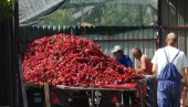 CRVENI SE I CENA I PAPRIKA: Bogata ponuda povrća na gradskim pijacama, evo kakve su cene CRVENI SE I CENA I PAPRIKA: Bogata ponuda povrća na gradskim pijacama, evo kakve su cene
