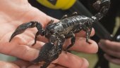 НАЈЕЗДА ШКОРПИЈА НА ЦЕНТАР ГРАДА: Житељи Дорћола и Врачара уплашени, ево да ли су опасне НАЈЕЗДА ШКОРПИЈА НА ЦЕНТАР ГРАДА: Житељи Дорћола и Врачара уплашени, ево да ли су опасне