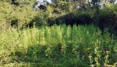 ДВОЈИЦА УХАПШЕНА ЗБОГ ДРОГЕ: Гајили индијску конопљу на њиви у околини Пожаревца ДВОЈИЦА УХАПШЕНА ЗБОГ ДРОГЕ: Гајили индијску конопљу на њиви у околини Пожаревца