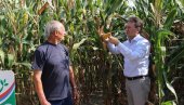 БЕРИЋЕТ „КАО ЗЛАТО“: Добар принос кукуруза у подмајевичком крају БЕРИЋЕТ „КАО ЗЛАТО“: Добар принос кукуруза у подмајевичком крају