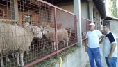 НОВИ ИЗВОЗНИ ПОСАО У ВАЉЕВУ ОБРАДОВАО СТОЧАРЕ: Јагањци заобилазно на тржишту Европе НОВИ ИЗВОЗНИ ПОСАО У ВАЉЕВУ ОБРАДОВАО СТОЧАРЕ: Јагањци заобилазно на тржишту Европе