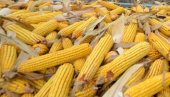 КИНЕЗИ УБРЗАНО ПОВЕЋАВАЈУ РЕЗЕРВЕ ХРАНЕ: Имају више од половине светских залиха житарица КИНЕЗИ УБРЗАНО ПОВЕЋАВАЈУ РЕЗЕРВЕ ХРАНЕ: Имају више од половине светских залиха житарица