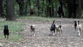 ОТАЦ ИСТРГАО ЋЕРКУ ИЗ ЧЕЉУСТИ ЛУТАЛИЦА: Девојчицу (4) напали пси пред кућом код Ариља ОТАЦ ИСТРГАО ЋЕРКУ ИЗ ЧЕЉУСТИ ЛУТАЛИЦА: Девојчицу (4) напали пси пред кућом код Ариља