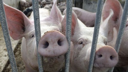 SPREČEN TRASPORT SVINJA ZARAŽENIH AFRIČKOM KUGOM: Zajednička akcija policije, veterinarske inspekcije i Tužilaštva SPREČEN TRASPORT SVINJA ZARAŽENIH AFRIČKOM KUGOM: Zajednička akcija policije, veterinarske inspekcije i Tužilaštva