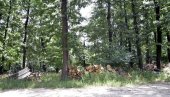 ПЕЧУРКЕ ЗБОГ КОЈИХ СЕ СРБИ УБИЈАЈУ: Ово су најуносније локације за тартуфе!