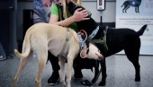 ФИНСКИ ПСИ ОТКРИВАЈУ КОРОНУ: Имају скоро идентичне резултате као ПЦР тестови ФИНСКИ ПСИ ОТКРИВАЈУ КОРОНУ: Имају скоро идентичне резултате као ПЦР тестови