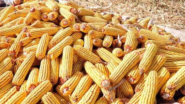 РУСКИ МЕДИЈИ ТВРДЕ: Договорена прелиминарна шема за извоз жита из Украјине РУСКИ МЕДИЈИ ТВРДЕ: Договорена прелиминарна шема за извоз жита из Украјине
