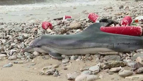 STRUČNJACI U ČUDU, NIKO NE ZNA ŠTA SE DEŠAVA: Delfini se sve češće nalaze nasukani na plažama širom sveta