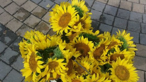 SADNICE POKLON GRADU: Novi zasad u Eko parku Ilina voda u Kragujevcu SADNICE POKLON GRADU: Novi zasad u Eko parku Ilina voda u Kragujevcu