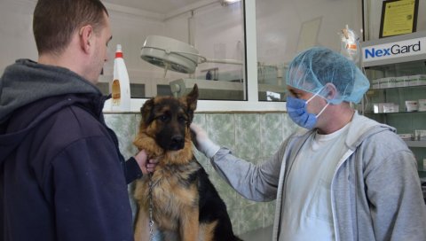 СВЕ МАЊЕ ТЕЛАДИ, А ПСИ СВЕ БОЛЕСНИЈИ: Директор Ветеринарске станице у Јагодини указује на вишегодишње проблеме у Поморављу СВЕ МАЊЕ ТЕЛАДИ, А ПСИ СВЕ БОЛЕСНИЈИ: Директор Ветеринарске станице у Јагодини указује на вишегодишње проблеме у Поморављу