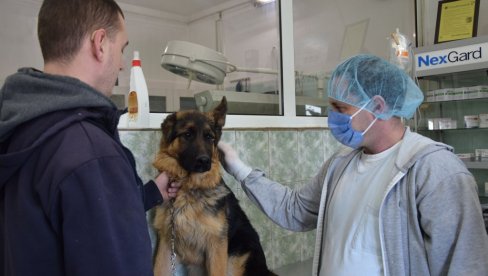 СВЕ МАЊЕ ТЕЛАДИ, А ПСИ СВЕ БОЛЕСНИЈИ: Директор Ветеринарске станице у Јагодини указује на вишегодишње проблеме у Поморављу СВЕ МАЊЕ ТЕЛАДИ, А ПСИ СВЕ БОЛЕСНИЈИ: Директор Ветеринарске станице у Јагодини указује на вишегодишње проблеме у Поморављу