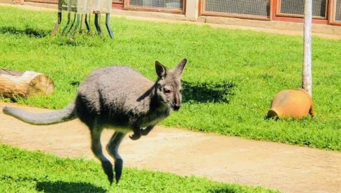 KENGUR KOJI VOLI DA POZIRA: U Francuskoj kao u Australiji KENGUR KOJI VOLI DA POZIRA: U Francuskoj kao u Australiji