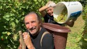 ГДЕ САМ БИО, С КИМ САМ ПИО: Жељко Бебек брао грожђе за викенд у Словенији ГДЕ САМ БИО, С КИМ САМ ПИО: Жељко Бебек брао грожђе за викенд у Словенији