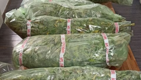 ЧЕТВОРО УХАПШЕНО У Сребреници откривена плантажа индијске конопље ЧЕТВОРО УХАПШЕНО У Сребреници откривена плантажа индијске конопље