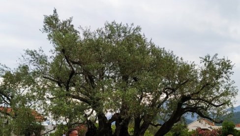 ТУЖАН ПРИЗОР НА ЕВИЈИ: Изгорело дрво маслине старо 2.500 година ТУЖАН ПРИЗОР НА ЕВИЈИ: Изгорело дрво маслине старо 2.500 година