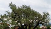 МАЊИ РОД ВИШЕ ЦЕНЕ: Поскупело најквалитетније маслиново уље у Бару МАЊИ РОД ВИШЕ ЦЕНЕ: Поскупело најквалитетније маслиново уље у Бару