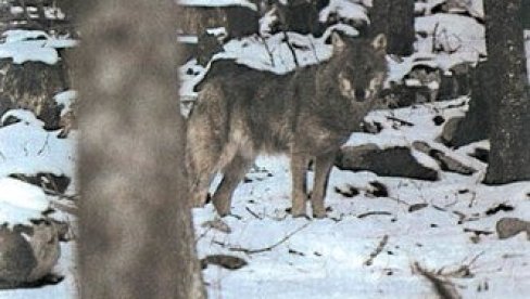 ŽELELI DA SE REŠE VUKOVA, PA UGROZILI ZDRAVLJE SVIH MEŠTANA: Užas u Hrvatskoj - Pronađeno mrtvo tele nepunjeno otrovom ŽELELI DA SE REŠE VUKOVA, PA UGROZILI ZDRAVLJE SVIH MEŠTANA: Užas u Hrvatskoj - Pronađeno mrtvo tele nepunjeno otrovom