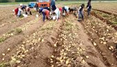 CENA PALA NA 0,30 PFENINGA: Na visoravni Borike krompir rodio kao nikad pre (FOTO)