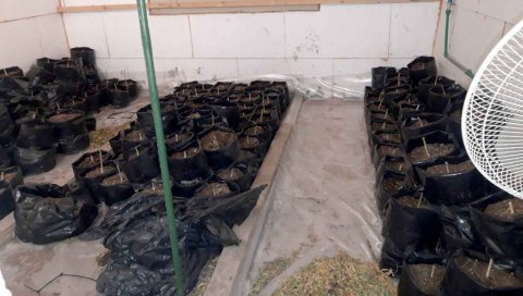 ПОЛИЦИЈА ПРОВАЛИЛА У ЛАБОРАТОРИЈУ МАРИХУАНЕ У ЗЕМУНУ: Погледајте фотографије велике заплене београдске полиције (ФОТО) ПОЛИЦИЈА ПРОВАЛИЛА У ЛАБОРАТОРИЈУ МАРИХУАНЕ У ЗЕМУНУ: Погледајте фотографије велике заплене београдске полиције (ФОТО)