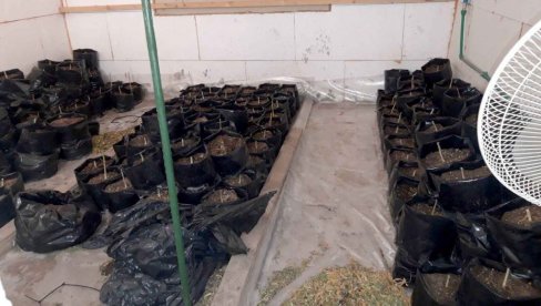 ПОЛИЦИЈА ПРОВАЛИЛА У ЛАБОРАТОРИЈУ МАРИХУАНЕ У ЗЕМУНУ: Погледајте фотографије велике заплене београдске полиције (ФОТО) ПОЛИЦИЈА ПРОВАЛИЛА У ЛАБОРАТОРИЈУ МАРИХУАНЕ У ЗЕМУНУ: Погледајте фотографије велике заплене београдске полиције (ФОТО)