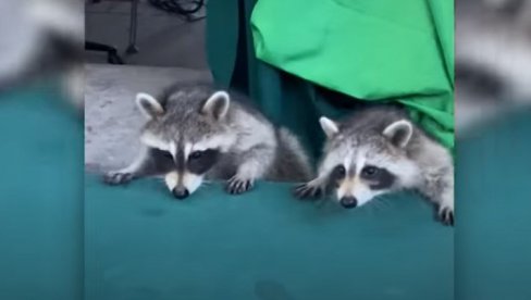 А КАДА ПАДНЕ МРАК КРЕЋЕ ЗАБАВА! Урнебесан снимак ракуна на трамболини (ВИДЕО) А КАДА ПАДНЕ МРАК КРЕЋЕ ЗАБАВА! Урнебесан снимак ракуна на трамболини (ВИДЕО)