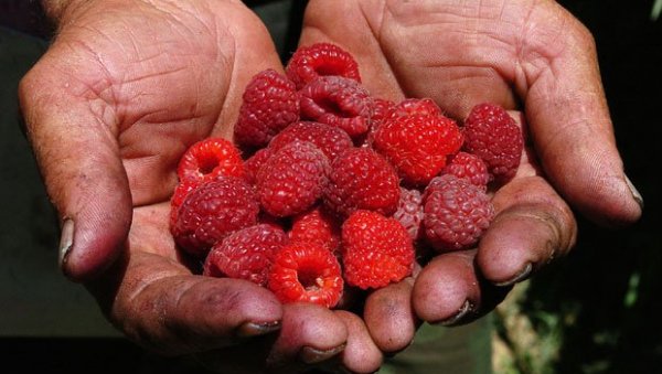 ДОБРЕ ВЕСТИ ЗА МАЛИНАРЕ! Ево која је цена црвеног злата