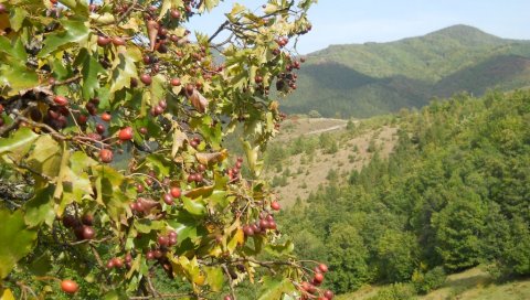 БРЕКИЊА У ПУНОМ РОДУ: Слика која говори све - ово стабло је права реткост БРЕКИЊА У ПУНОМ РОДУ: Слика која говори све - ово стабло је права реткост