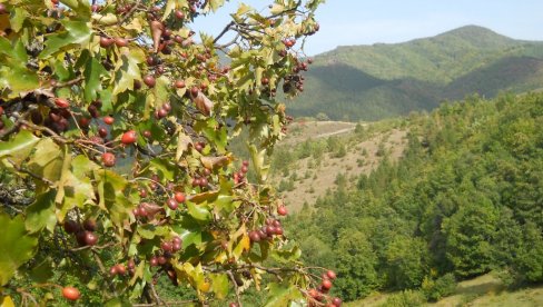 БРЕКИЊА У ПУНОМ РОДУ: Слика која говори све - ово стабло је права реткост БРЕКИЊА У ПУНОМ РОДУ: Слика која говори све - ово стабло је права реткост