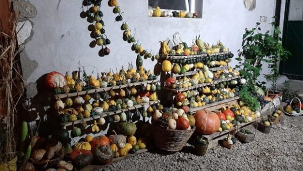 ПЛОДОВИ РАЈСКЕ ДОЛИНЕ: Породица Вулић код Деспотовца у свом дворишту гаји необичне ствари (ФОТО) ПЛОДОВИ РАЈСКЕ ДОЛИНЕ: Породица Вулић код Деспотовца у свом дворишту гаји необичне ствари (ФОТО)