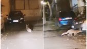 ЛИСИЦА МЕЂУ СТАМБЕНИМ ЗГРАДАМА: Становници Зрењанина снимили залуталу животињу (ВИДЕО) ЛИСИЦА МЕЂУ СТАМБЕНИМ ЗГРАДАМА: Становници Зрењанина снимили залуталу животињу (ВИДЕО)
