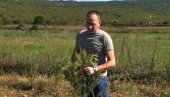 У ХЕРЦЕГОВИНИ ЛЕК ЗА КОРОНУ! Немачки научници Института Макс Планк истражују својства пелина