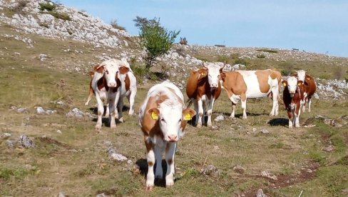 POMOZITE ILI GASIMO FARME: Poljoprivrednici traže ostavku ministra pred Vladu došli na traktorima POMOZITE ILI GASIMO FARME: Poljoprivrednici traže ostavku ministra pred Vladu došli na traktorima