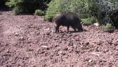 MANJE DIVLJIH SVINJA, VIŠE ŠAKALA: Ove jeseni gotovo da nije bilo žalbi na štete MANJE DIVLJIH SVINJA, VIŠE ŠAKALA: Ove jeseni gotovo da nije bilo žalbi na štete