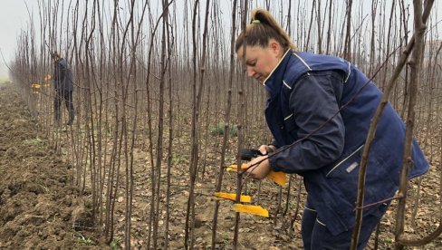 САДНИЦЕ НА КУЋНУ АДРЕСУ: Новост из чачанског института за воћарство САДНИЦЕ НА КУЋНУ АДРЕСУ: Новост из чачанског института за воћарство
