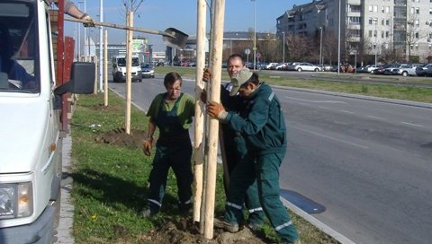ДО ПЛАТАНА ИЗ ФОТЕЉЕ НА ЈЕДАН КЛИК: Путем апликације Моје дрво, грађани имају могућност да засаде саднице, у цену улази и табла и нега ДО ПЛАТАНА ИЗ ФОТЕЉЕ НА ЈЕДАН КЛИК: Путем апликације Моје дрво, грађани имају могућност да засаде саднице, у цену улази и табла и нега