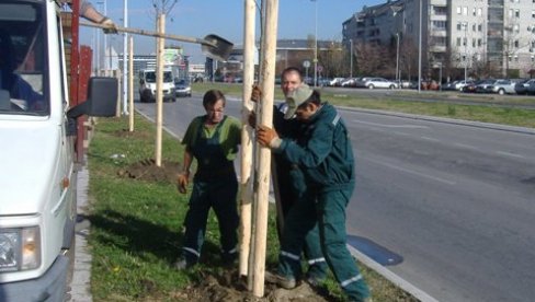 DO PLATANA IZ FOTELJE NA JEDAN KLIK: Putem aplikacije Moje drvo, građani imaju mogućnost da zasade sadnice, u cenu ulazi i tabla i nega DO PLATANA IZ FOTELJE NA JEDAN KLIK: Putem aplikacije Moje drvo, građani imaju mogućnost da zasade sadnice, u cenu ulazi i tabla i nega