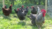 SIGURNO NISTE ZNALI: Na ovim opštinama u Beogradu možete da držite domaće životinje SIGURNO NISTE ZNALI: Na ovim opštinama u Beogradu možete da držite domaće životinje
