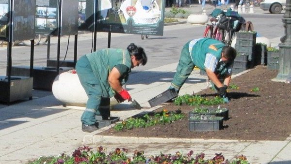 РАВАНГРАД УЛЕПШАВА 40.000 ЦВЕТНИЦА У Сомбору акција јесење цветне расаде РАВАНГРАД УЛЕПШАВА 40.000 ЦВЕТНИЦА У Сомбору акција јесење цветне расаде